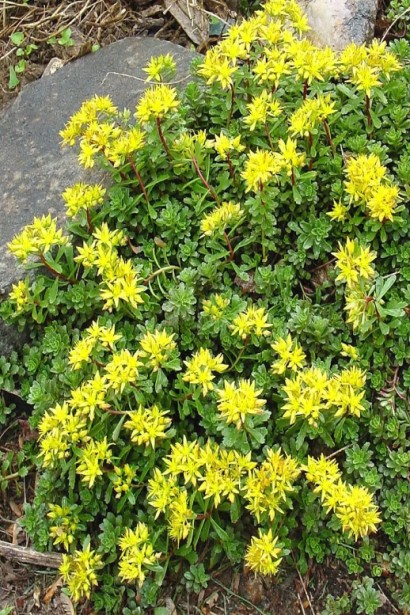 Очиток цветоносный Вейхенстефанер Голд – компактный многолетник с декоративными цветами